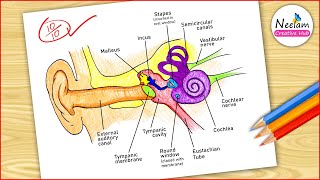 Ear Diagram drawing Colour  easy way  Draw Human Ear anatomy  Step by step for beginners  CBSE [upl. by Gibun]