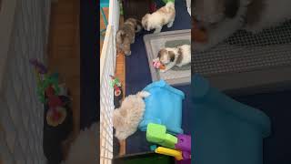 Our Havanese puppies are almost 10 weeks old Where did the time go [upl. by Ballou]