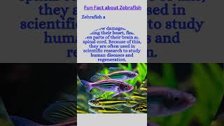 funfact about Zebrafish funfact zebrafish zebrafishes zebrafishfacts zebrafishlover [upl. by Attenahs]