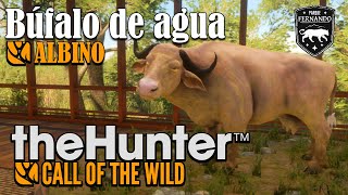 Bufalo de agua Albino Parque Fernando The hunter call of the wild [upl. by Cchaddie]