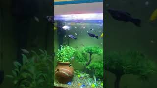 Relatives Moulded tank Breeding setup platy Molly Guppy fishlover [upl. by Gmur]