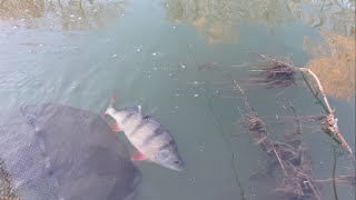 Just out of view trip 261fishing with a maggot feeder to the far side on a crisp winters afternoon [upl. by Akiner944]