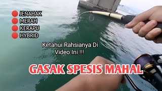 Gasak Spesis Mahal  Mancing Jambatan Pulau Pinang [upl. by Ahsielat496]