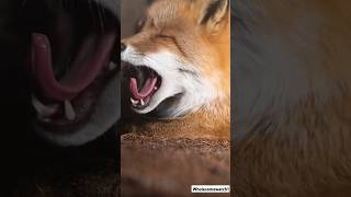 Contagious Yawns A Wild Animal Compilation [upl. by Sileas790]