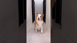 Dog acting super trending doglover cuyebaby dog trendingshorts kannada Song D Boss Song [upl. by Elyad]