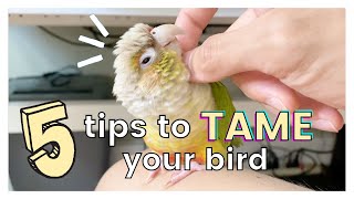 5 TIPS ON HOW TO TAME YOUR BIRD AND GAIN ITS TRUST [upl. by Jt692]