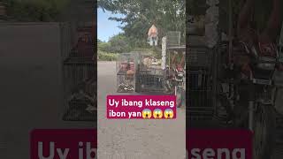 Uy nalipd na Yong ibon😱😱😱😱Hindi pansin nong nangbinta😱😱taas kasi paa nya🤣🤣🤣 [upl. by Keslie]