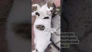 Afiyet olsun güzellik 😻 cat kediplus kedi kediaski 🎥aselcatt [upl. by Osithe]