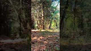 Trail run with avata2 dronephotography drone america nature lake fast beautiful wood [upl. by Assirral]