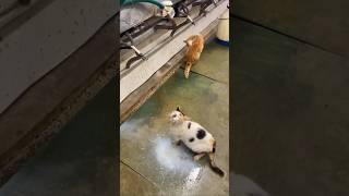 Buffet milk 😋😸 cat catlover pet [upl. by Amikat]