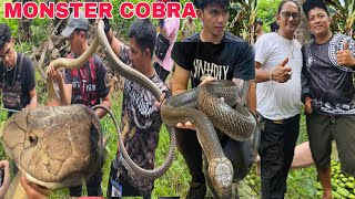 MONSTER KING COBRA NAHULI SA BUKIDKinakatakutan ng buong brgy nahuli cobraprince4601 [upl. by Norvan814]