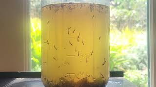 Fungus Gnat in Mosquitos Cloak  Mycetophilic fun for adults [upl. by Bal]