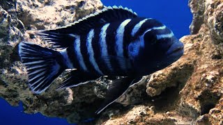 Demasoni dwarf mbuna cichlid 4K Demasoni part 2 [upl. by Perrie]