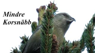 Capturing The Beauty Of Nature Watch The Common Crossbill Foraging In Action Nature [upl. by Adallard]