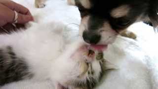 Chihuahua puppy loves his kitten [upl. by Olraced]