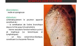 ANATOMIE DU THORAX Poumon et Plèvre [upl. by Anivol]