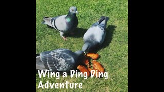 Wing a Ding Ding Adventure [upl. by Keven]