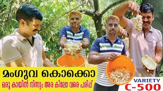 ഒരു കായിൽ നിന്നും 500gm പരിപ്പ് വരെ കിട്ടുന്ന മുരിക്കാശ്ശേരി കൊക്കോ  Cocoa Farming  Farming [upl. by Argent]