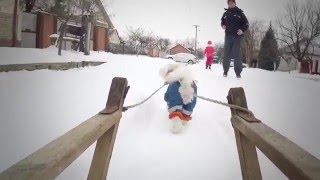 Maltese dog Lola sledding on snow  Maltezer Lola Vuce Sanke [upl. by Dnomsaj307]