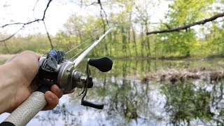 Sight Fishing SHALLOW Swamps for Bowfin [upl. by Adrian]