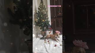 Christmas countdown begins Lilys first Christmas 🎄 puppy Christmas 2024 christmaspuppy [upl. by Kayla]