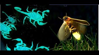 10 Stunning Glow in the Dark Animals  Bioluminescent animals that glow in the dark  Facts [upl. by Elrebmik]