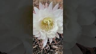 Echinopsis candican nature cactus Australia [upl. by Inahpit]