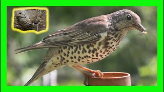 Mistle Thrush Bird Song Sound Call Chirp Sound  Zorzal Charlo Canto  Turdus Viscivorus [upl. by Enovaj273]