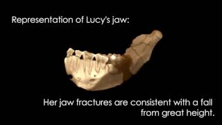 UT researchers crack case of how Lucy died 32 million years ago [upl. by Drofkcor]