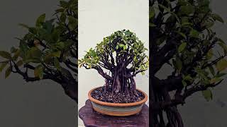 Ficus Microcarpa Bonsai Tree  adityastinytrees bonsai [upl. by Ayikahs]