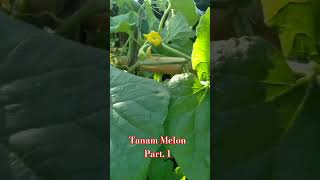 Pk Kadus nanam melon part 1 [upl. by Drannek280]