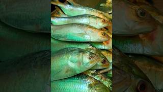 Big Size Ilish Fish Low Price  Patuakhali Ilish Fish Market ilishfish ilish fishing hilsafish [upl. by Emyam]