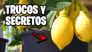 🔝 5 SECRETOS para cultivar CÍTRICOS 🍋 En Maceta  La Huerta de Ivan [upl. by Gatias]