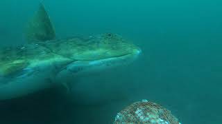 BIGGEST ALASKA HALIBUT EVER CAUGHT ON UNDERWATER CAMERA [upl. by Brink]