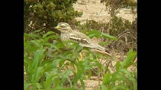 Stone Curlew Sound [upl. by Roper911]