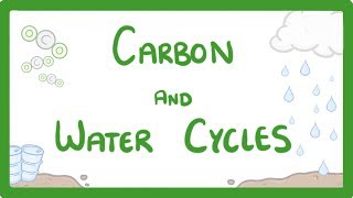 GCSE Biology  What is the Carbon Cycle What is the Water Cycle Cycles Explained 88 [upl. by Ahsac]