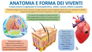 TESSUTI E ANATOMIA UMANA [upl. by Relyk]