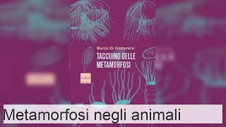 La metamorfosi negli animali  Invertebrati vertebrati ed esempi [upl. by Erodaeht]