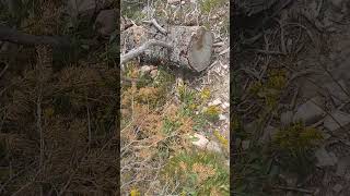 Sara Lee outdoors Colorado dike trail Saratoga 2 [upl. by Shaddock]