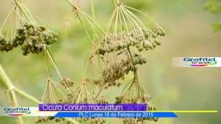 Cicuta Conium maculatum [upl. by Banks]