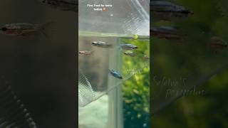 Best first food for betta babies🙀 😍 shorts bettafish breeding [upl. by Leay]