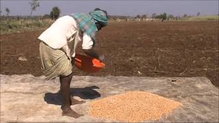 Ground nut seed treatment Kannada BAIF Karnataka [upl. by Settera]