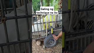 Galing Ng technique na ito shorts cow livestockfarming technique farming [upl. by Nnahtebazile]