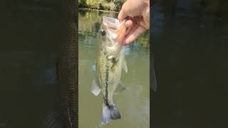 Buzz bait fish kayakbassfishing arkansas [upl. by Dahs]