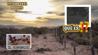 146 ASÍ ESTAN LAS GALLINAS 🐓 ESTO CAPTO LA CAMARA🔥 LUZ O UN OJO❓BROTARON LOS AJOS vlog campo [upl. by Koren]