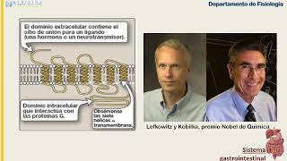 FISIOLOGIA DIGESTIVA CLASE 03A PEPTIDOS [upl. by Harv]