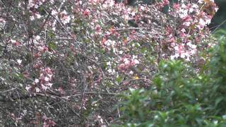 Rubythroated hummingbird feeding from Abelia grandiflora [upl. by Stedmann]