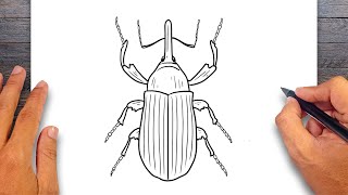 How to draw Weevil  Insect Drawing [upl. by Aikemaj17]