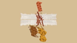 GPCR NEXUS [upl. by Burk899]