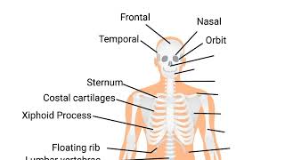 Skeletal System  Names of All Bones and Pronunciation  Learn English With me [upl. by Enneiviv]